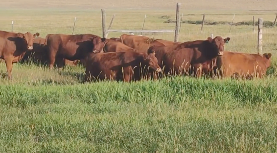 65 Head of Red Angus Bred Heifers- BH908B5